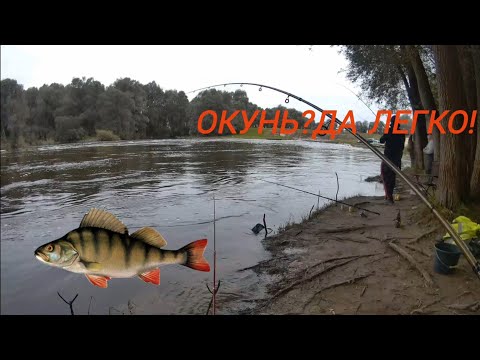 Видео: ВОТ это ЖОР!!!Ловля окуня на живца.