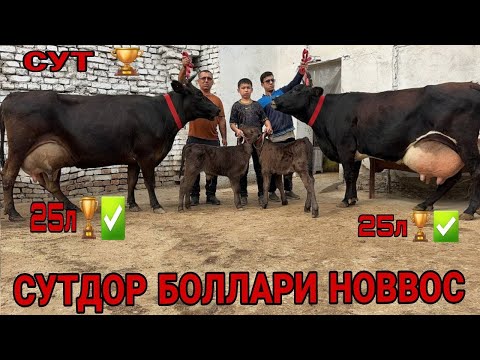 Видео: СУТЛАРИ КУП 25л СУТДОР ТОЗЗА СУТЧИ СИГИРЛАР СОТИЛАДИ ФЕРМАБОБ SOTILADIGON SIGIRLSR 26 октября 2025 г