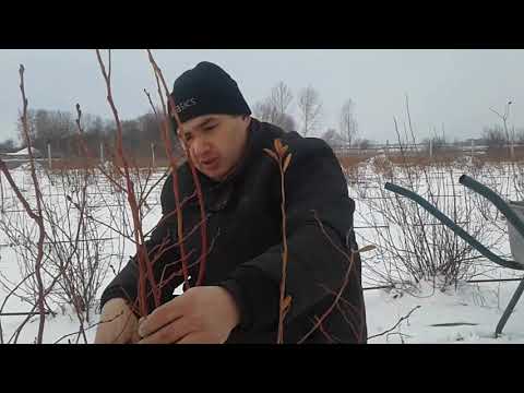 Видео: "Патриот"-обрезка кустов голубики
