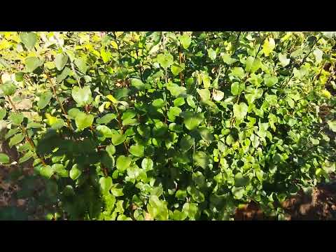 Видео: Карликовые подвои для груш и яблонь.