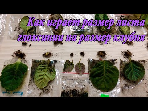 Видео: Как размер листа влияет на размер клубня при выращивании