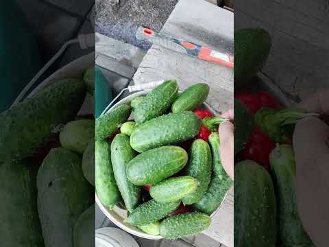 Видео: Огурцы в середине сентября в Казахстане. Темиртау. Ремонт идёт к завершению.