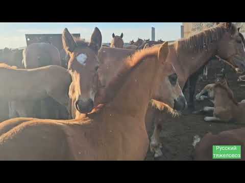 Видео: Жеребцы Чабрец Кактус Ландыш Гиацинд уезжают в далёкие края.  Приёмный жеребёнок Дуся