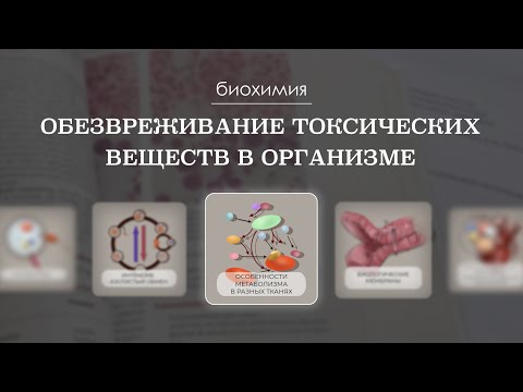 Видео: Обезвреживание токсических веществ в организме | Биохимия