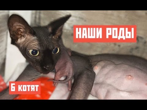 Видео: РОДЫ СФИНКСА| РОДЫ БЭТТИ 18.12.19г.| КАК ВСЁ БЫЛО