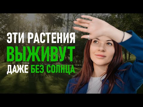Видео: Что посадить в тени? Растения для участков без прямого света