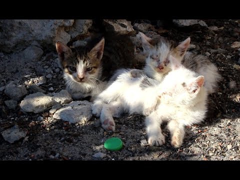 Видео: Бездомная кошка и её котята больны. ХОМКИ спешат на помощь.