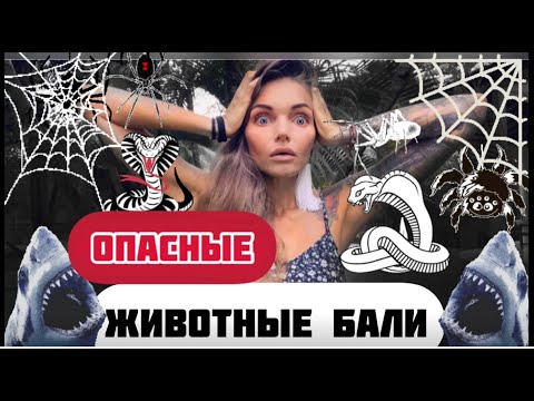 Видео: Опасные животные на БАЛИ / Акулы на Бали \ Змеи на Бали \ Лихорадка Денге