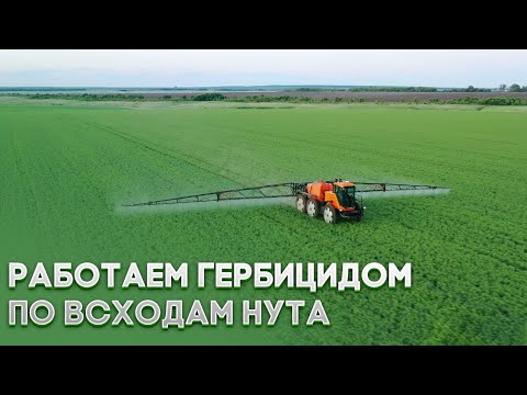 Видео: НУТ | Работаем гербицидом по всходам нута |