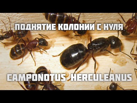 Видео: КАК ПОДНЯТЬ Camponotus herculeanus с нуля. Правильная зимовка. Муравьи древоточцы.