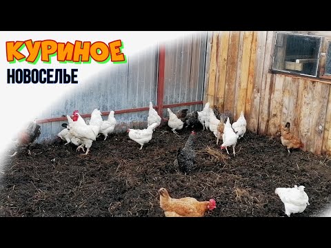 Видео: ДОСТРОИЛ НОВЫЙ КУРЯТНИК | ВЫСЕЛЯЕМ КУР