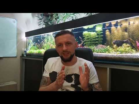 Видео: Почему секутся хвосты у гуппи!