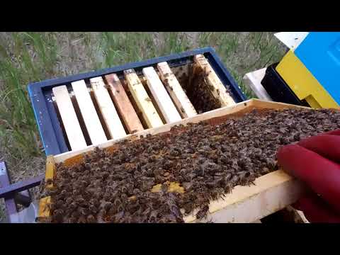 Видео: Семья не развивается, нашел причину!!!