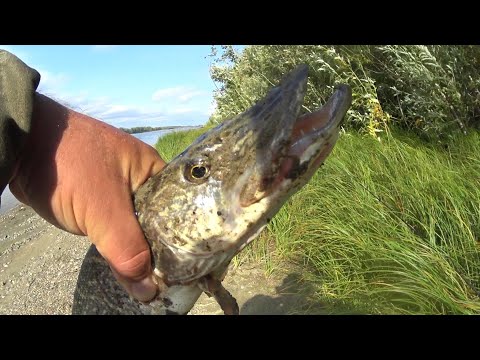 Видео: Щука на кастмастер в последние дни лета 2022