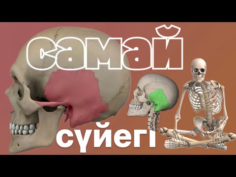 Видео: Самай сүйегі | Тасты бөлігі | Қабыршақты | Дабыл | Os temporale |