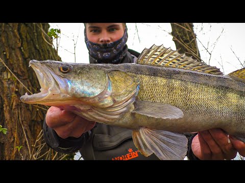 Видео: СУДАКИ МОНСТРЫ С БЕРЕГА НА КАЖДОМ ЗАБРОСЕ! Ловля судака на джиг. Рыбалка весной на спиннинг 2023