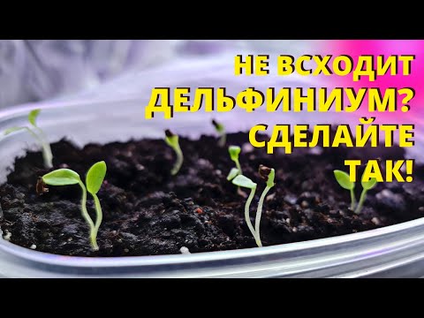 Видео: ДЕЛЬФИНИУМ взойдёт КАК МИЛЕНЬКИЙ! Посейте ТАКИМ СПОСОБОМ!