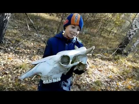 Видео: Поход за грибами. Осень. Октябрь. 2022.