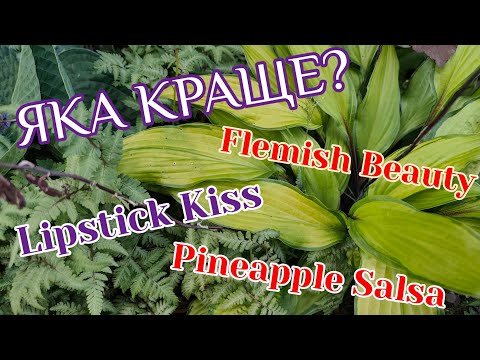 Видео: Порівняння  сортів однакових за виглядом але різними за назвами...яка краще виглядає восени #hosta 
