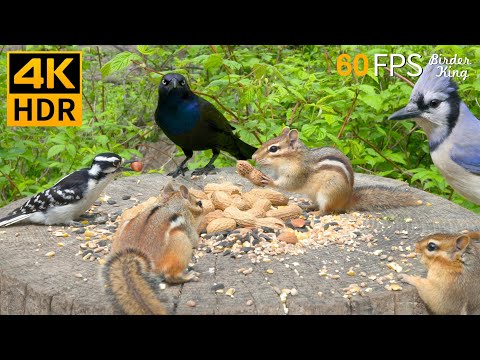 Видео: КОШКА ТВ 😺🐦‍⬛ Красивые летние птицы и белки 🐿 4K HDR