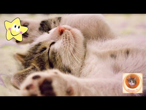 Видео: Невероятные приколы с кошками, которые вызовут смех до слез (2024)
