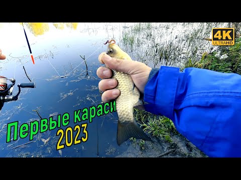 Видео: Первые караси 2023 года. Рыбалка на поплавок