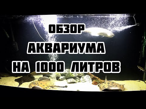 Видео: Обзор аквариума на 1000 литров!!