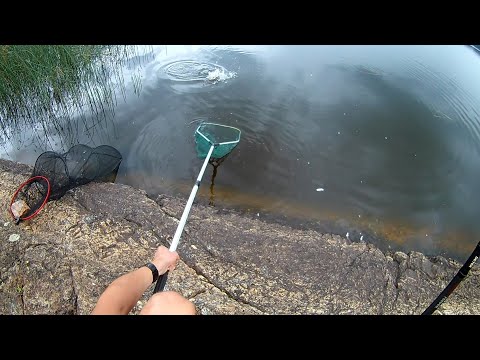 Видео: ОТЛИЧНАЯ РЫБАЛКА НА ПОПЛАВОК С БЕРЕГА.ТАКОГО УЛОВА Я НЕ ОЖИДАЛ.