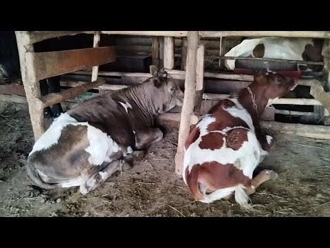 Видео: Ауыл тынысы.