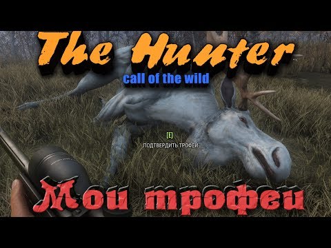 Видео: МОИ ТРОФЕИ - TheHunter: Call of the Wild