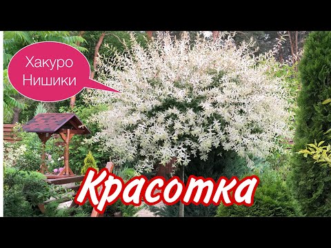 Видео: ИВА Хакуро Нишики. Самая красивая в САДУ. Яркий АКЦЕНТ.#ивахакуронишикивыращиваниеуход#красивыйсад