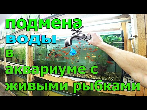 Видео: Как, когда и сколько менять воды в аквариуме