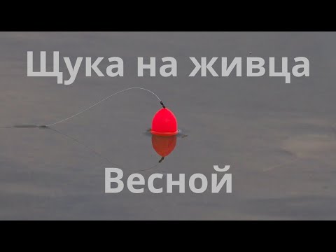 Видео: Ловля щуки на живца после схода льда