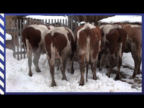 Видео: Купили нетелей/ Первые хлопоты и Дорожные приключения/ #ПереездНаАлтай#ПереездВдеревню