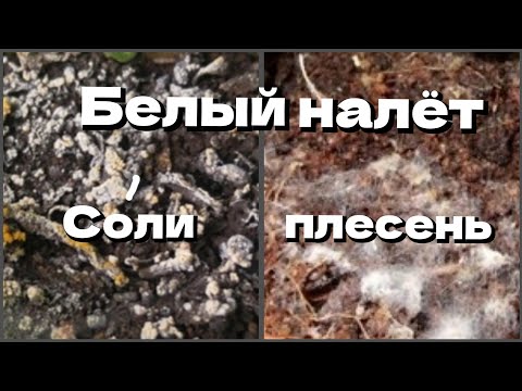 Видео: Белый налёт на грунте. Причины появления. Что делать