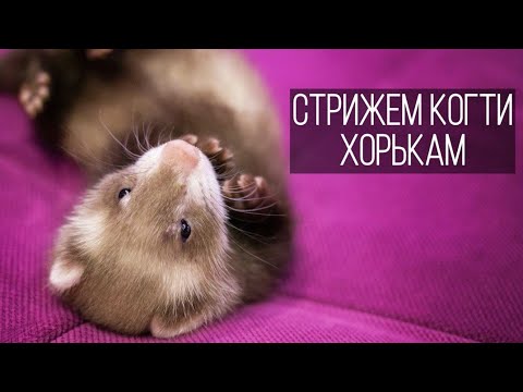 Видео: Как стричь когти хорькам / Furittus