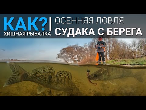 Видео: КАК ловить судака с берега осенью