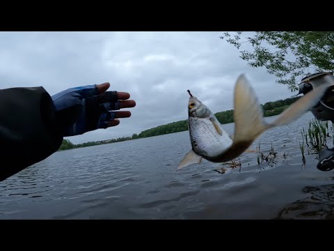 Видео: Ловля Плотвы. Леска. Рыбалка 2023. Ультралайт. Мормышинг.