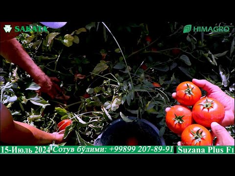 Видео: Сюзана Плюс F1-бақувват палак, юқори ҳосилдорлик 2-қисм (Suzana Plus F1-Sakata)