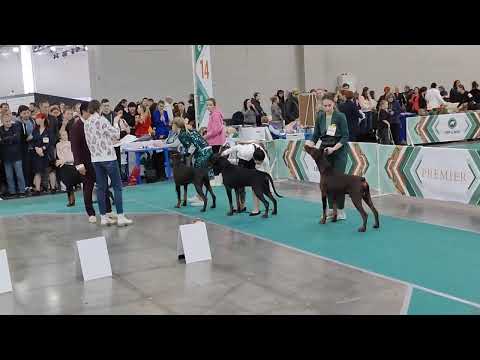 Видео: Евразия 2024. Доберман, кобели Юниоры. 17.11.24