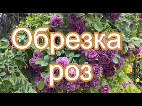 Видео: ОБРЕЗКА РОЗ НА ВТОРУЮ ВОЛНУ ЦВЕТЕНИЯ.