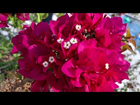 Видео: Очень красивые растения в отеле Акра Кемер.Турция, октябрь 25г🌞🌺😍.   #акракемер#akrakemer