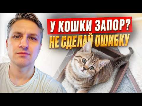Видео: О запоре у кошки