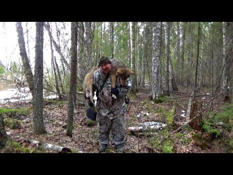 Видео: Матерая | Регулирование численности волка | 2021