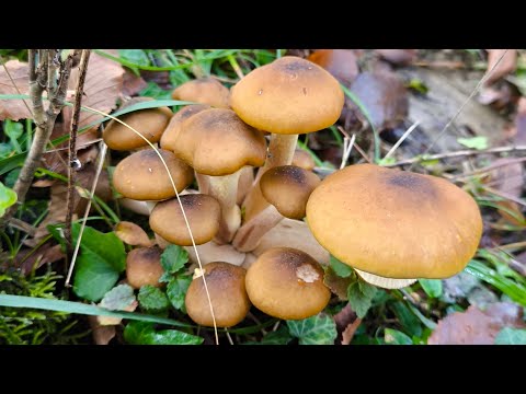 Видео: Последние опята/ Сезон грибов в Сочи закрыт? 07.11.2025г.