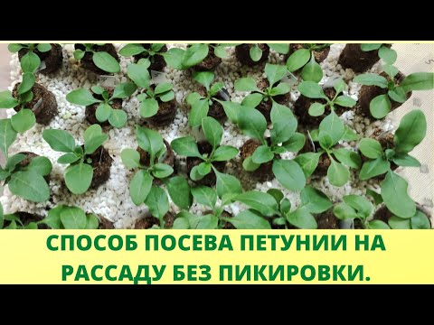 Видео: Обязательно сделайте ЭТО при посеве петунии. Рассада будет крепкой и здоровой. Посев без пикировки.