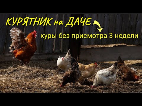 Видео: Курятник на даче. Март и апрель куры одни без присмотра (3 недели)