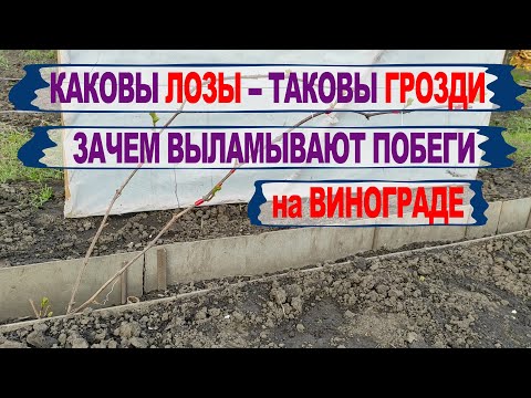 Видео: 🍇 В один прием! Нормируем ПОБЕГАМИ СЛАБЫЙ КУСТ винограда 3 ГОД и формируем НОВЫЕ рукава. Серия №2.