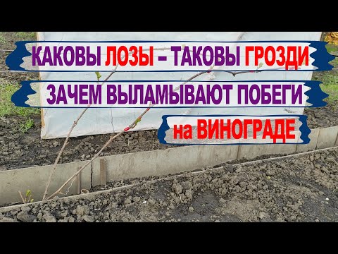 Видео: 🍇 В один прием! Нормируем ПОБЕГАМИ СЛАБЫЙ КУСТ винограда 3 ГОД и формируем НОВЫЕ рукава. Серия №2.