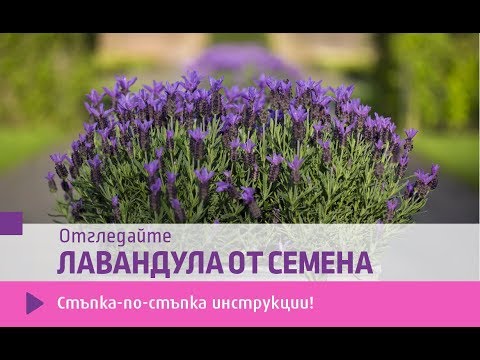 Видео: Лавандула от семена